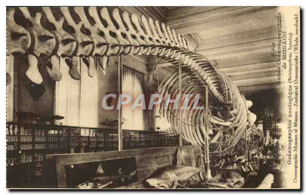 Schädel einer Wale — Ozeanografisches Museum von Monaco — Verlag J. GILLETTA et Cie, Nice - Vorderseite