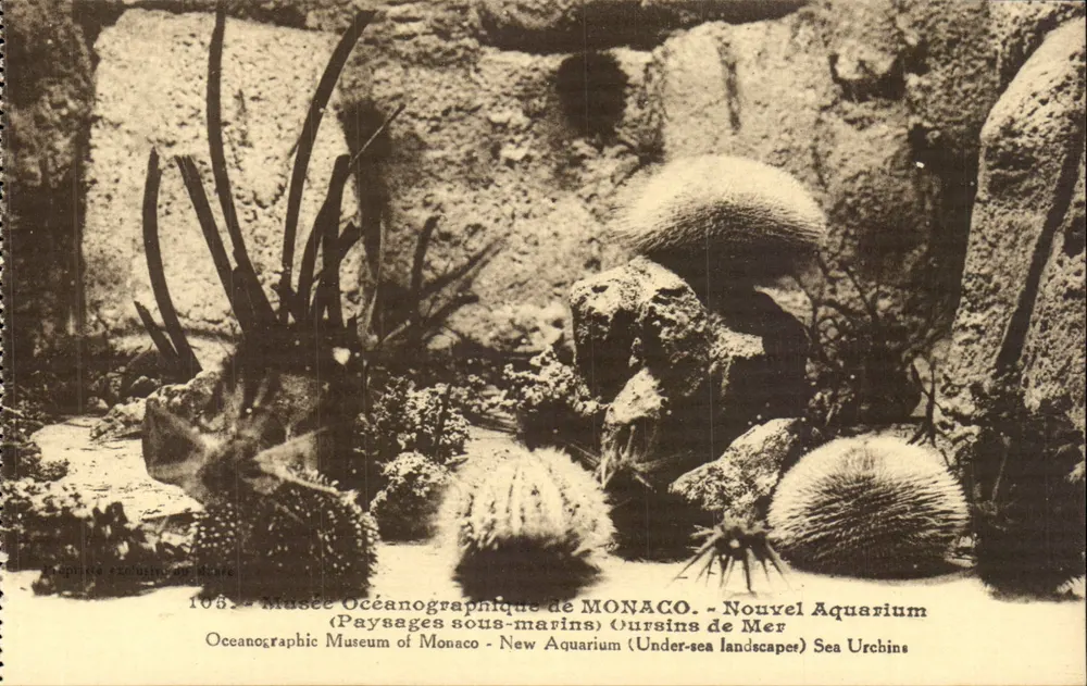 Ozeanografisches Museum MONACO — Neuer Aquarien — Unterwasserlandschaften — Seeigel - Vorderseite