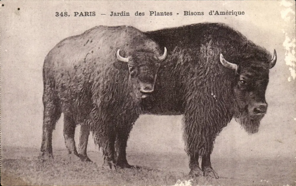 PARIS — Jardin des Plantes — Amerikanische Bisons — Nr. 348 - Vorderseite