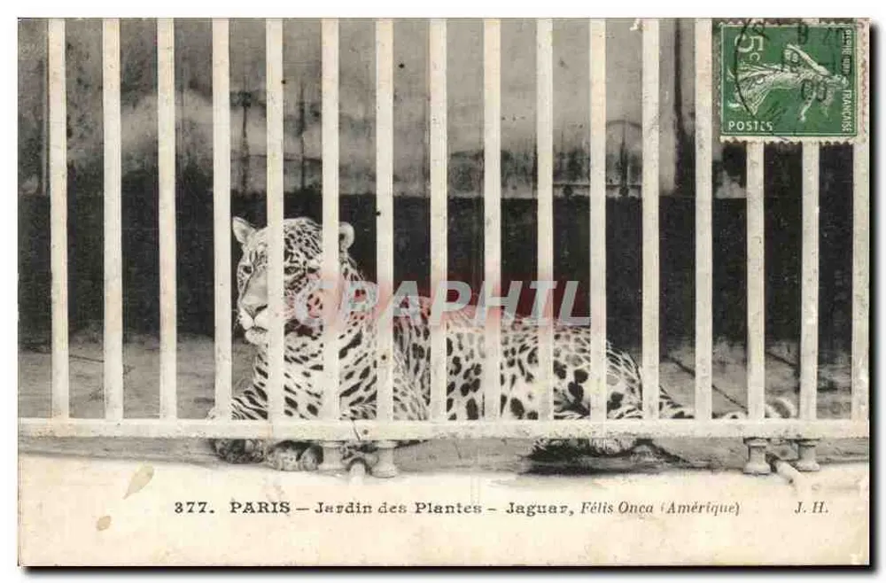 PARIS - Jardin des Plantes - Jaguar, Félix Onca (Amerika) — J.H. Nr. 377 - Vorderseite