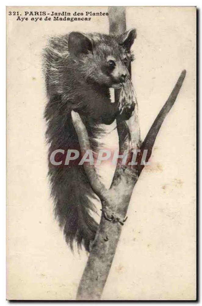Aye-aye von Madagaskar — Jardin des Plantes, Paris — Photo-Mécanique, Paris - Vorderseite