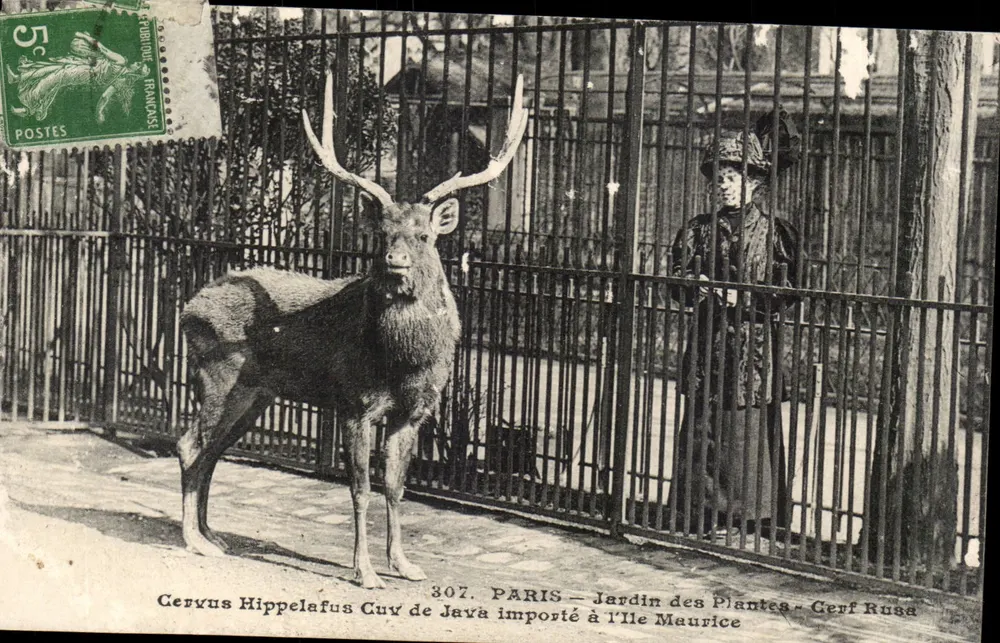 Paris — Jardin des Plantes — Russischer Hirsch - Vorderseite
