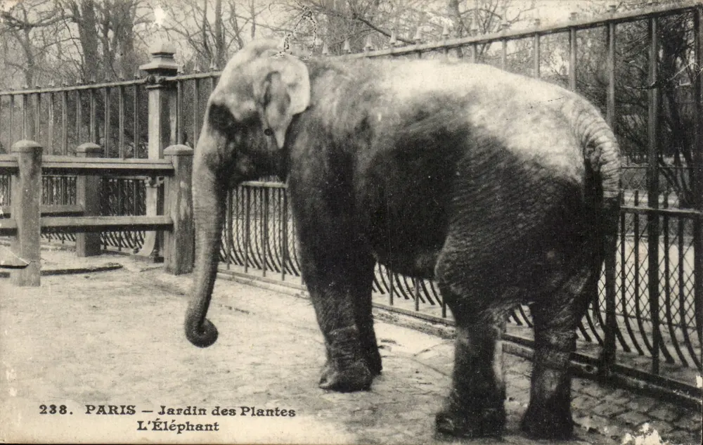 Paris — Jardin des Plantes — Der Elefant — n°238 - Vorderseite