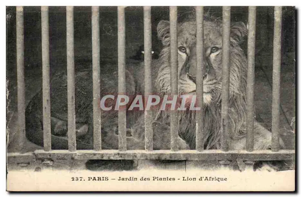 Paris - Jardin des Plantes - Afrikanischer Löwe — Moreau Frères, n° 237 - Vorderseite