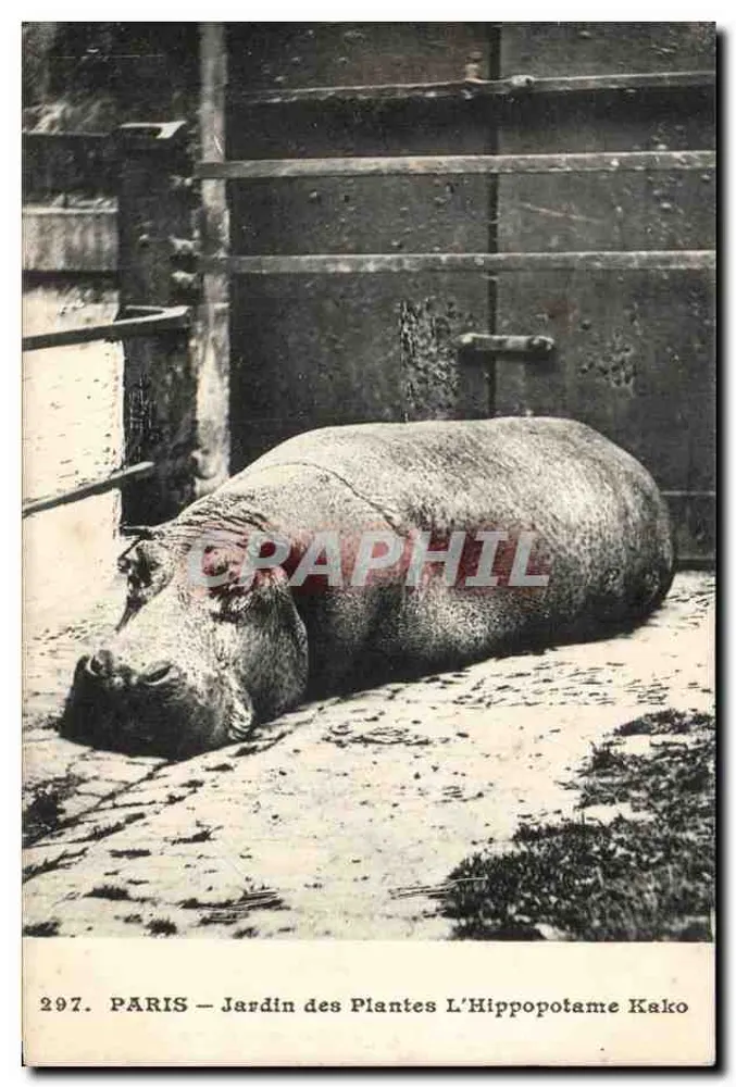 PARIS — Jardin des Plantes L'Hippopotame Kako — n°297 - Vorderseite