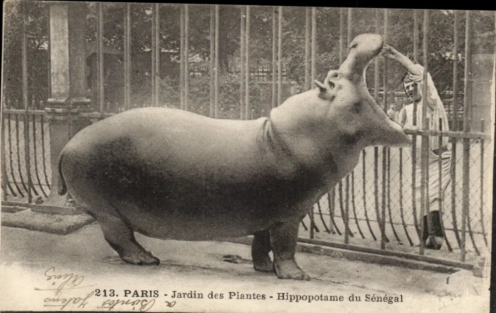 Paris - Jardin des Plantes - Hippopotamus von Senegal — Verlag Sempé, Nr. 213 - Vorderseite