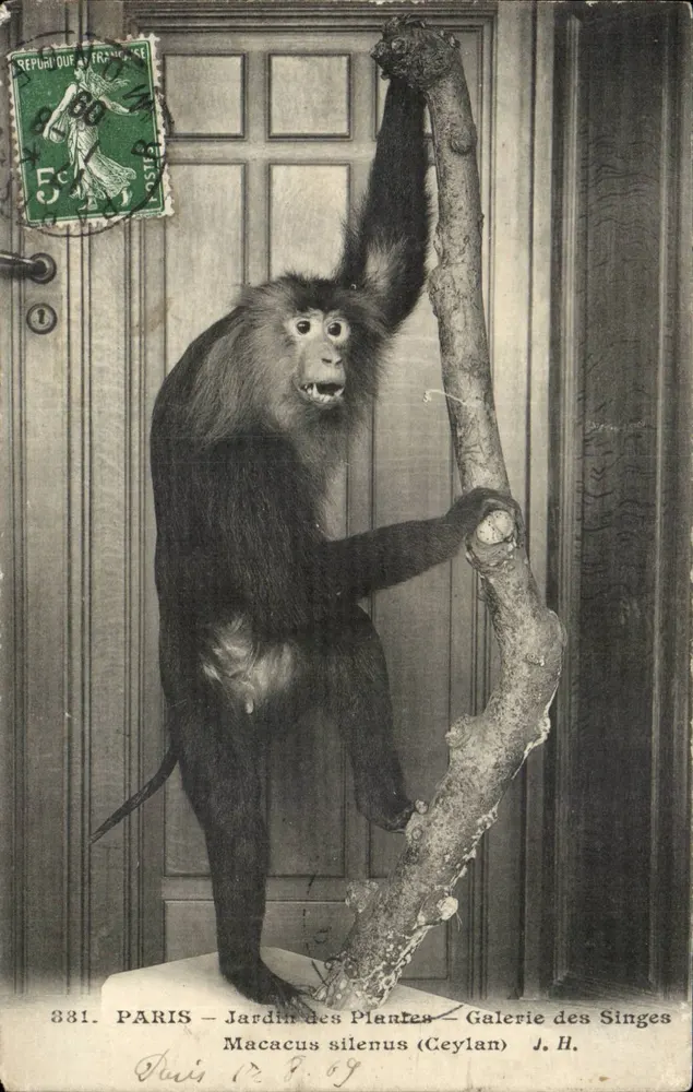 Macacus silenus — Ceylon — J.H. — Paris, Jardin des Plantes, Galerie des Singes - Vorderseite