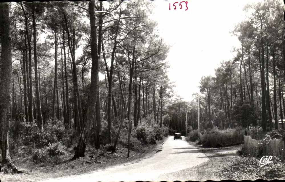 Floresta de Pinheiros — Ilha de Oléron — Estrada na Floresta de Pinheiros — Editor: Arts des Arts Photomécaniques, 44, r. Letellier, Paris-15e - Frente