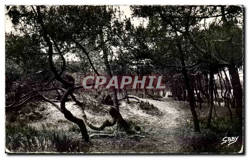 A Floresta — SoulaC-sur-MER (Gironde) — Éditions Gaby - Frente
