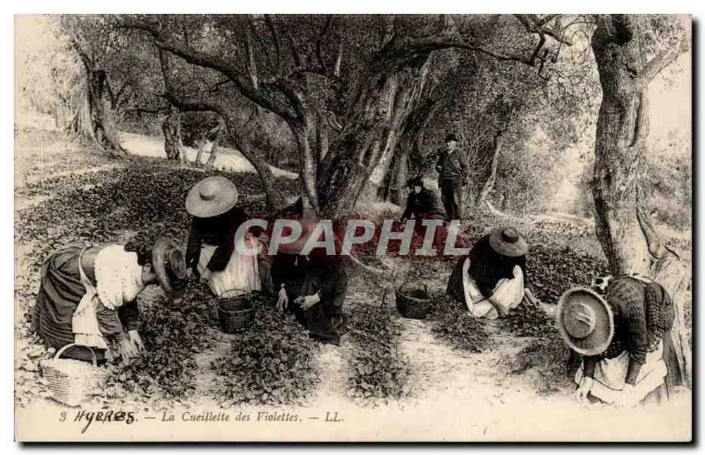 Hyères — La Cosecha de las Violetas — LL. - Anverso