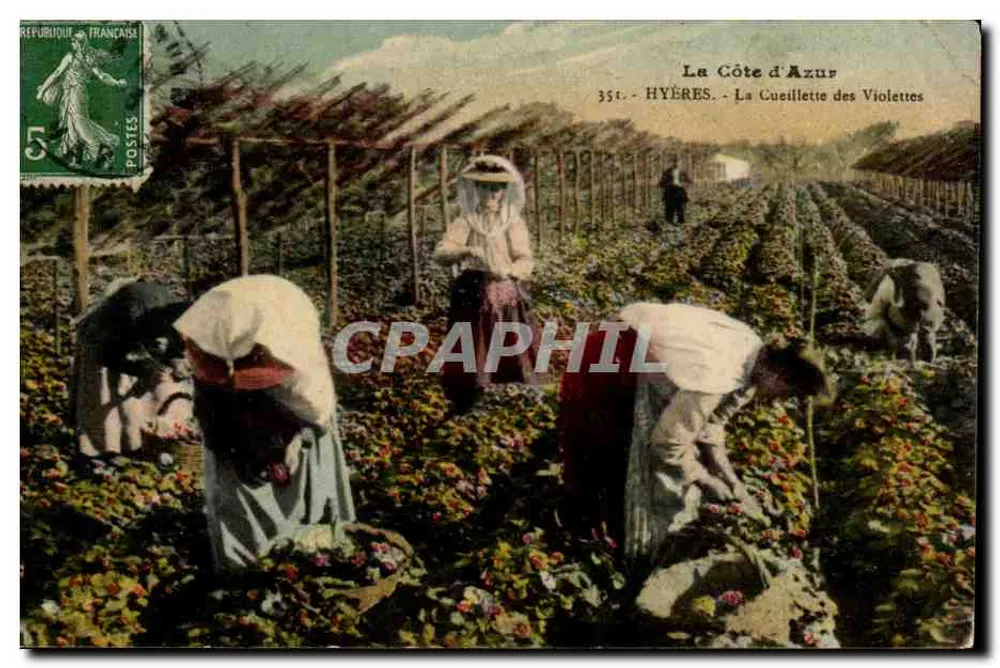 Die Côte d'Azur - Hyères - Die Ernte der Violets - Vorderseite