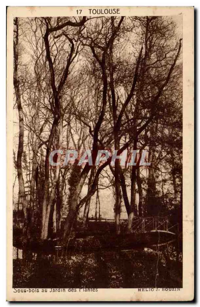 Unterholz im Jardin des Plantes — Toulouse — Hélio J. Bouzin, n°17 - Vorderseite