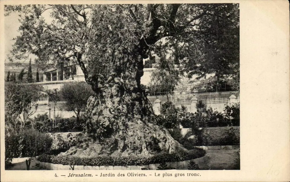 Jerusalem - Olivenhof — Der größte Stamm - Vorderseite