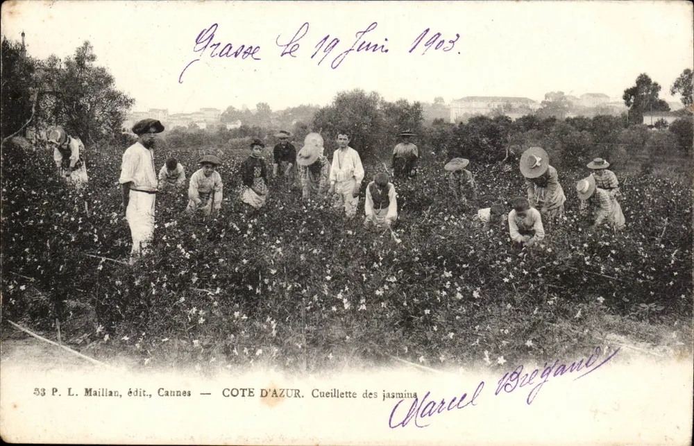 Côte d'Azur — Cueillette des jasmins — P. L. Maillan, édit., Cannes - Recto