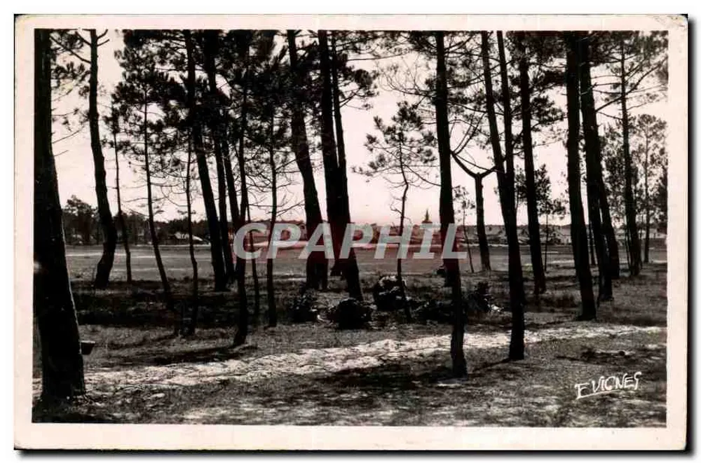 Kiefernwald — Vieux-Boucau-les-Bains (Landes) — Kunstausgabe E. VIGNES - Vorderseite