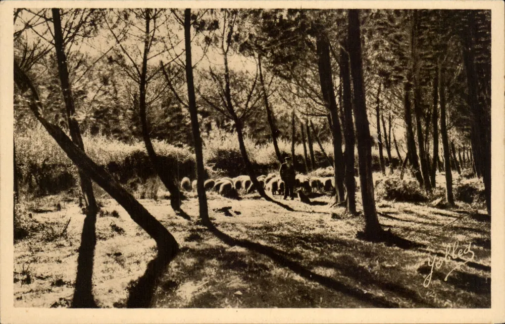 Paisagem nas Landes de Gascogne — Héliogravure — Héliegravure Marvel Deltoy, 29, Rue de la Rousselle, Bordeaux - Frente
