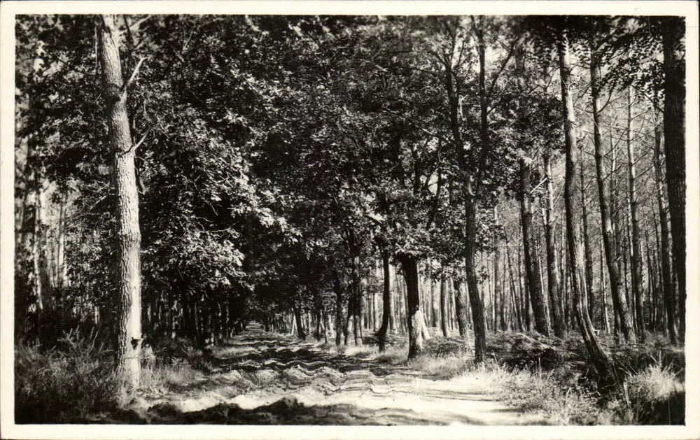 Floresta — Caminho entre árvores — n°40 - Frente