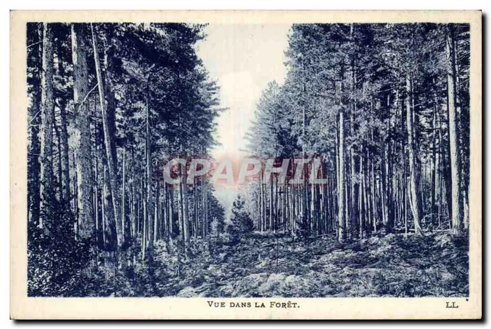 Vista na Floresta — LL — editor LL - Frente