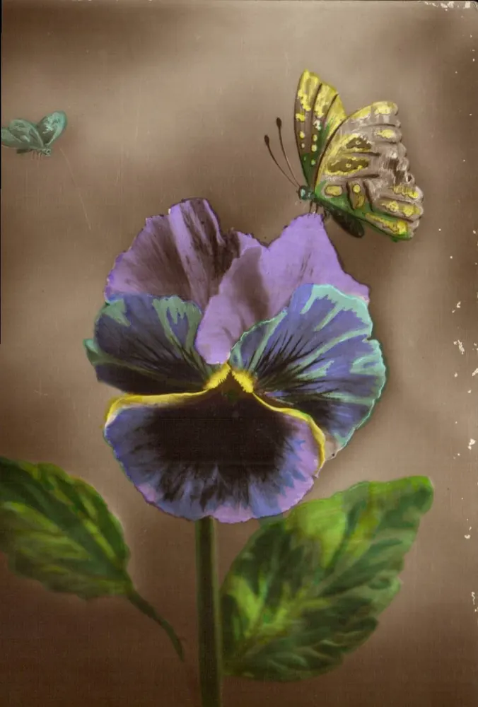 Mariposa y pensamiento — ilustración — editor no identificado - Anverso