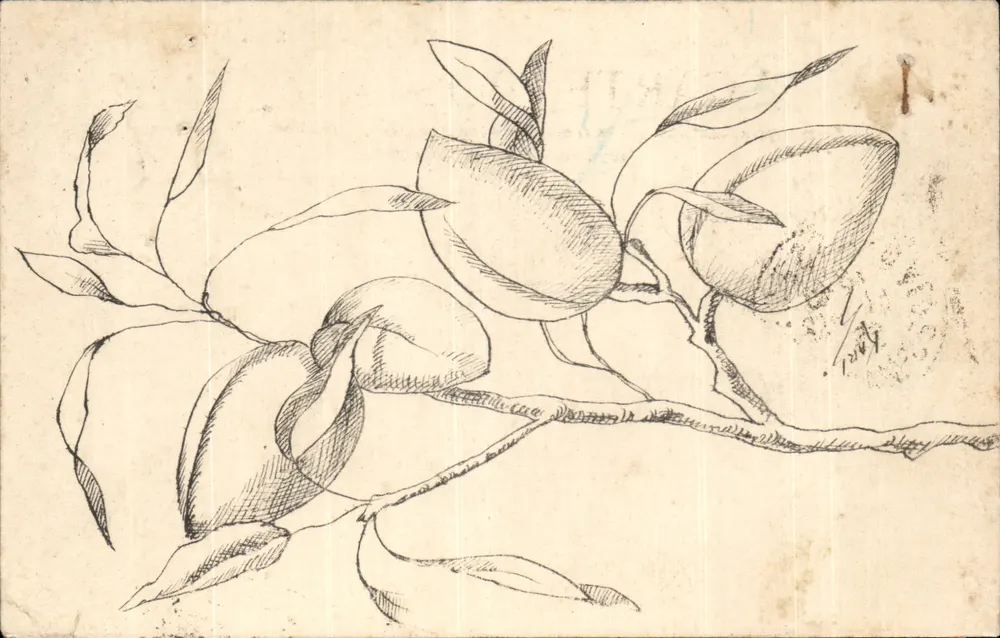 Flores de magnólia — desenho a lápis — Grasse Cidade dos Perfumes - Frente