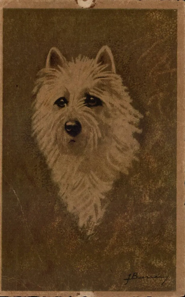 Porträt eines West Highland White Terriers — Zeichnung von J. Barrié — Verlag nicht sichtbar - Vorderseite
