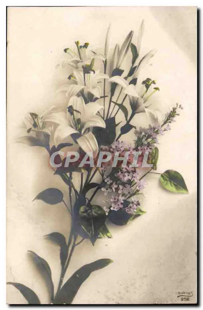 Bundel witte lillen en lilac — uitgever Sirius, n° 252 - Voorkant