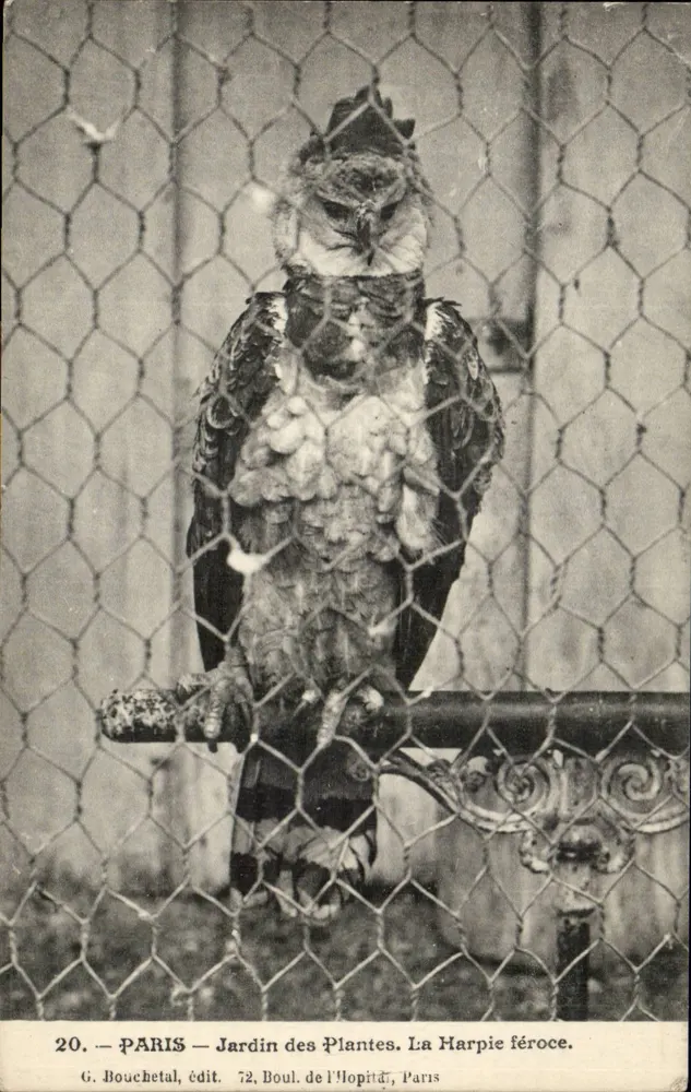Paris — Jardin des Plantes. Die Furchtlose Harpyie — G. Bouchetel, Verlag 72, Boulevard de l'Hôpital, Paris - Vorderseite