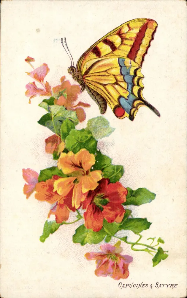 Capucines & Satyre — Schmetterling vom Typ Satyre — Verlag Casiez, Cambray - Vorderseite