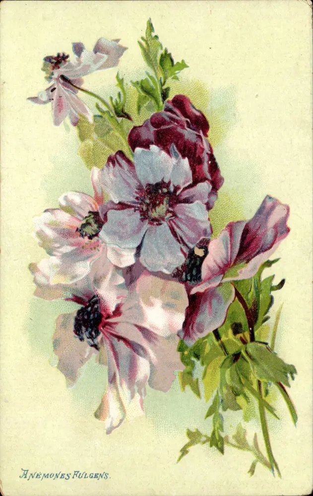 Anemonen Fulgens — botanische Illustration — Verlag Casiez, Cambrai - Vorderseite