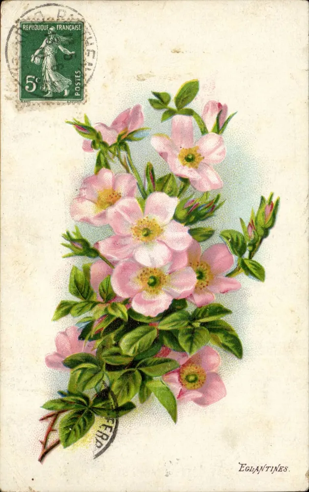 Eglantines — ilustracja botaniczna — wydawca Casiez, numer serii nie widoczny - Awers