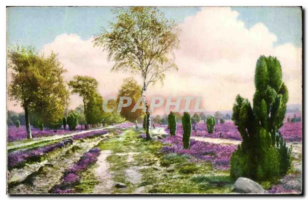 Campo di lavanda — vista paesaggistica — Jmport Photo-Chromie n°4527 - Recto