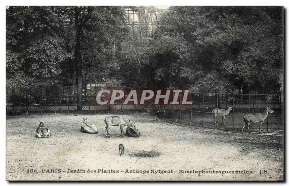 Paris - Jardin des Plantes - Antilope Nyigaut - Boselaphus tragocamelus - J.H. - Vorderseite
