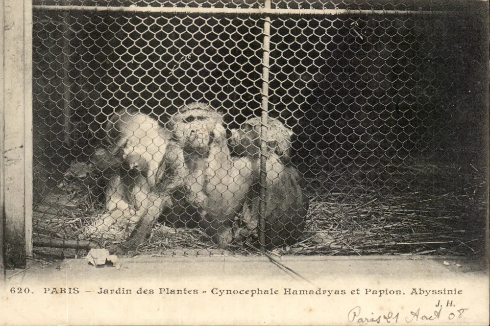 PARIS – Jardin des Plantes – Cynocephale Hamadryas und Papion. Abyssinien – J.H. n°620 - Vorderseite