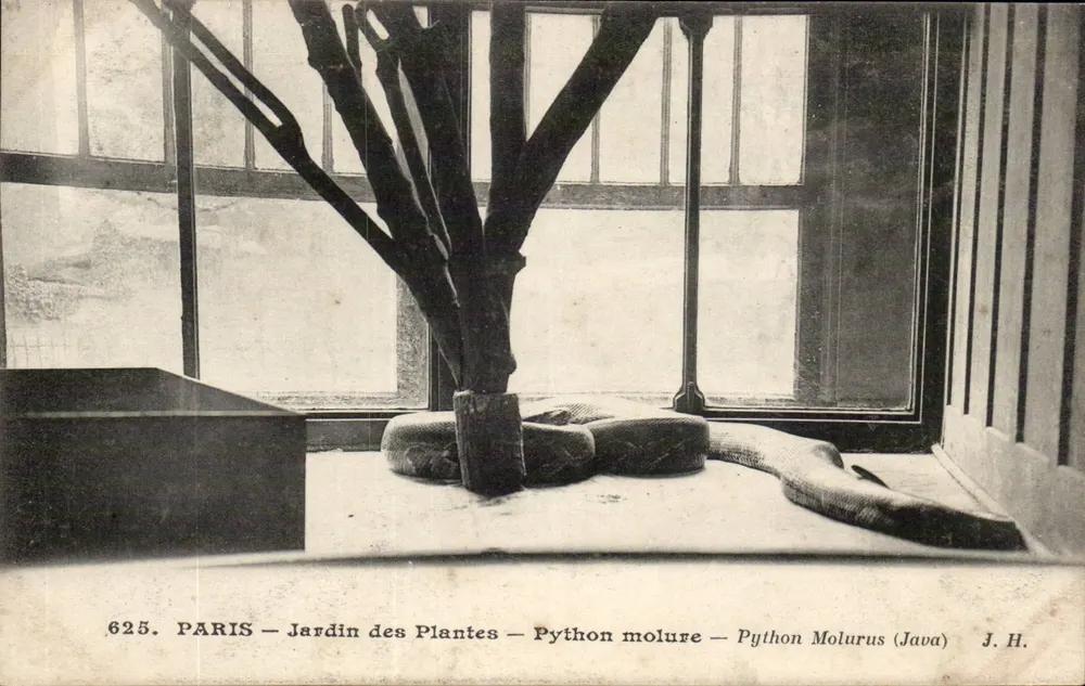 PARIS — Jardin des Plantes — Python molure — Python Molurus (Java) — J. H. — n° 625 - Vorderseite