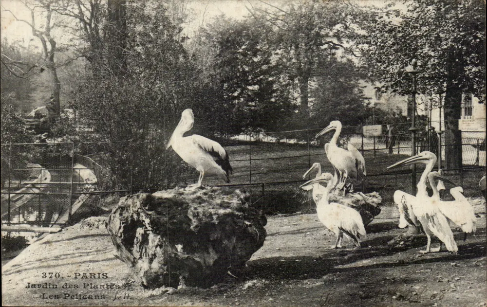 Jardin des Plantes — Die Pelikane — J.H. — n°370 - Vorderseite