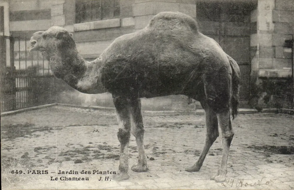 Paris — Jardin des Plantes — Der Kamel — J.H. n°649 - Vorderseite