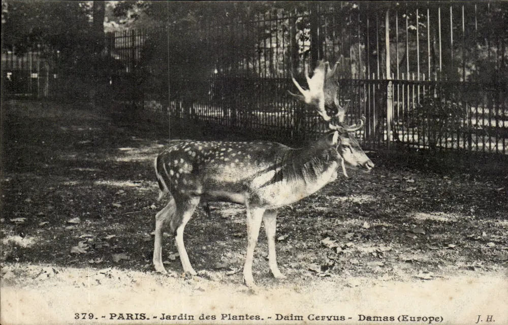 Daim Cervus - Damas (Europa) — Jardin des Plantes, Paris — J.H. n°379 - Vorderseite