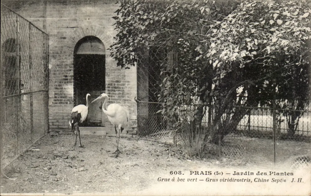 Grünschnabelstorch — Grus viridirostris — Jardin des Plantes, Paris - Vorderseite