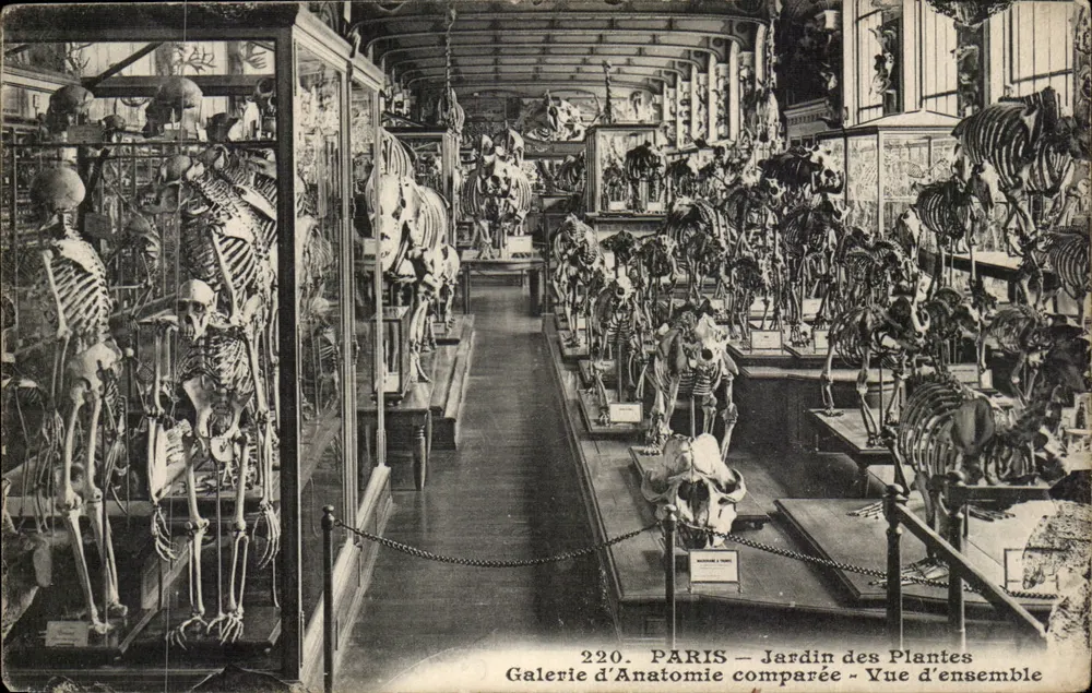 Paris – Jardin des Plantes – Galerie d’Anatomie comparée – Übersicht - Vorderseite