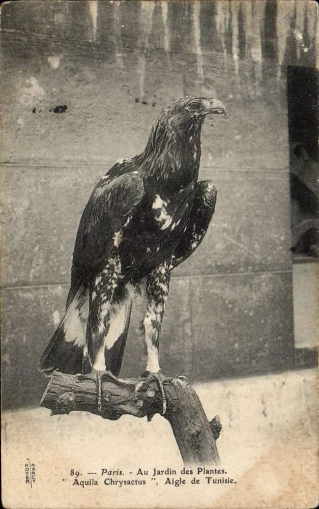 Tunesischer Adler — Aquila Chrysactus — Im Jardin des Plantes, Paris — Verlag ROGER, Nancy, Nr. 89 - Vorderseite