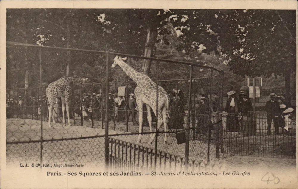 Paris - Jardin d'Acclimatation - Die Giraffen — L. J. & Cie, Angoulême-Paris, n°82 - Vorderseite