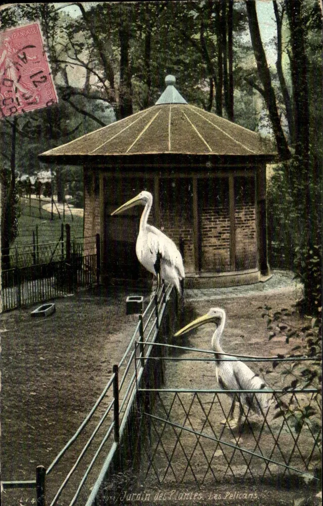 Jardin des Plantes, Les Pelicans — Verlag L.V. & Cie, Paris - Vorderseite