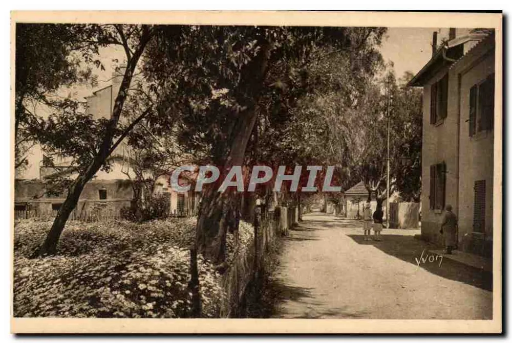 Die Inseln von Hyères - Porquerolles - Die Hauptstraße — Éditions d'Art Yvon, n°11/319 - Vorderseite