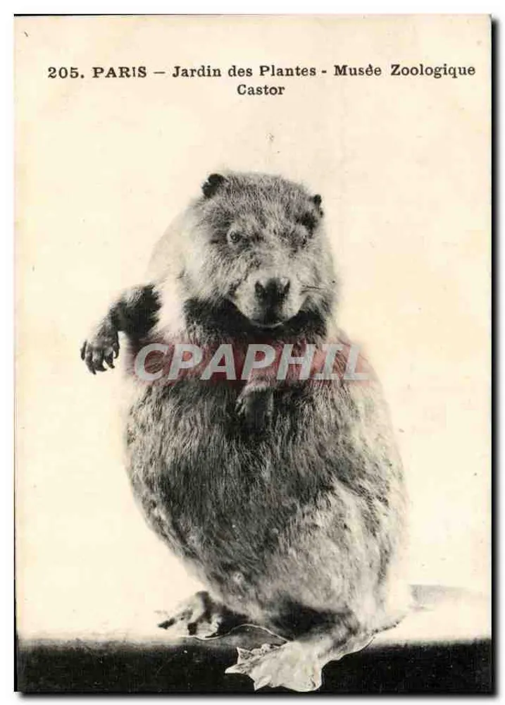 Paris - Jardin des Plantes - Zoologisches Museum - Biber - Vorderseite