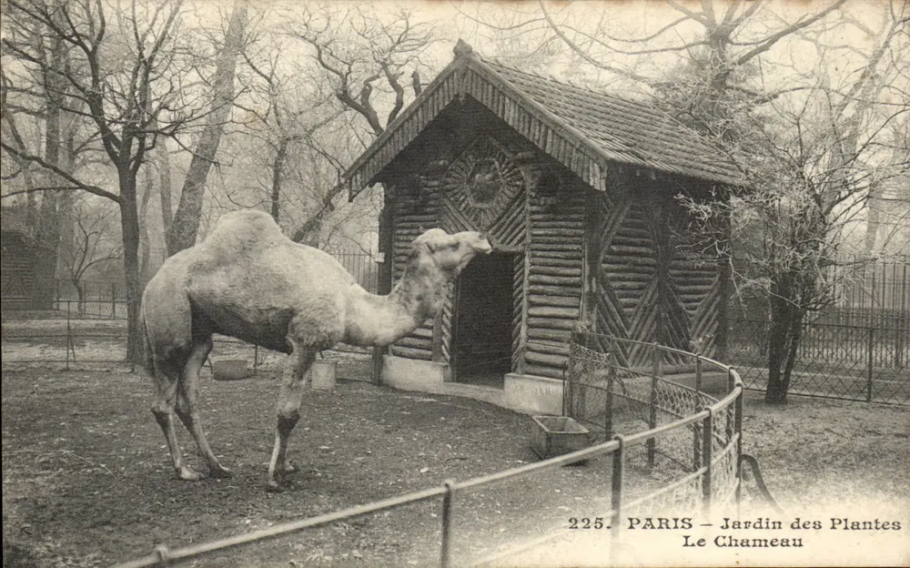 Paris - Jardin des Plantes - Der Kamel - Vorderseite