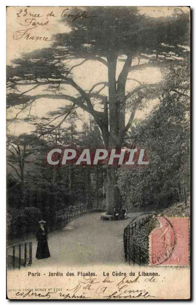 Paris - Jardin des Plantes. Der Zedernbaum des Libanon. — Édition Louis Burgy n° 5501 - Vorderseite