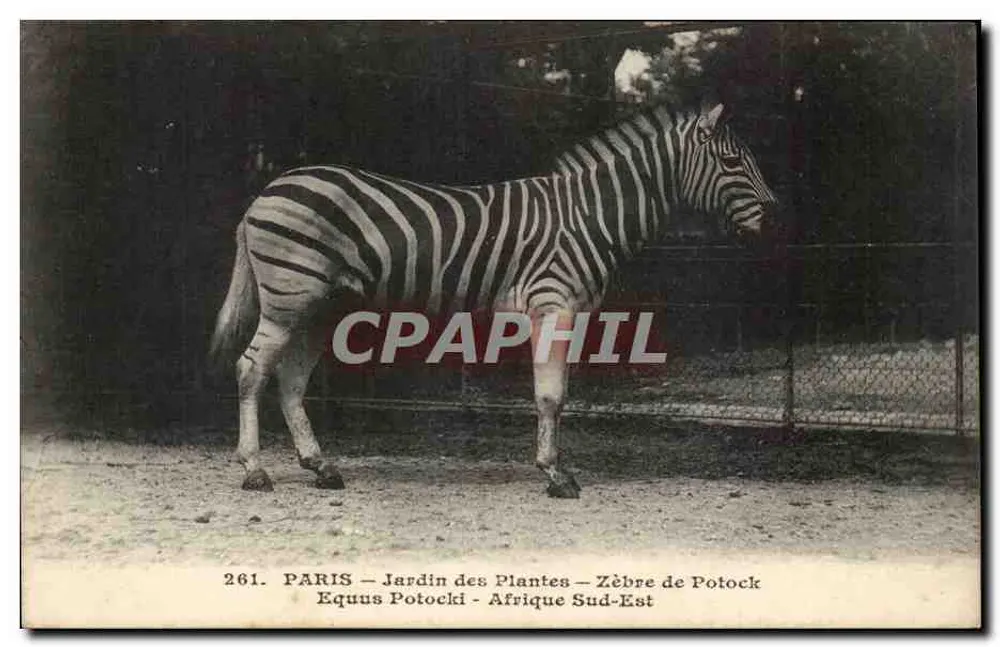 Zebra von Potock — Jardin des Plantes — Paris - Vorderseite