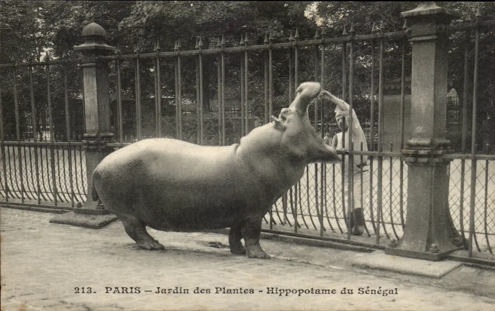 PARIS — Jardin des Plantes — Hippopotame du Sénégal — n° 213 - Vorderseite