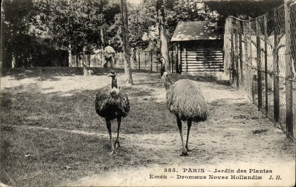 Emu - Dromæus Novæ Hollandiæ — Jardin des Plantes, Paris — J.H. n°385 - Vorderseite