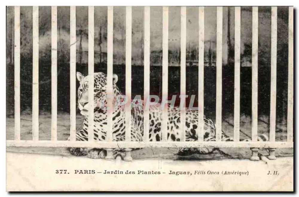 PARIS — Jardin des Plantes — Jaguar, Félix Onca (Amerika) — J. Hauser photo edit. Paris - Vorderseite